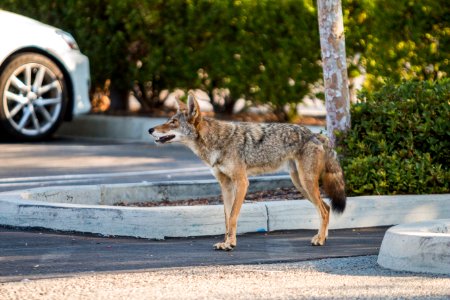 Urban Coyotes (35970298854) photo