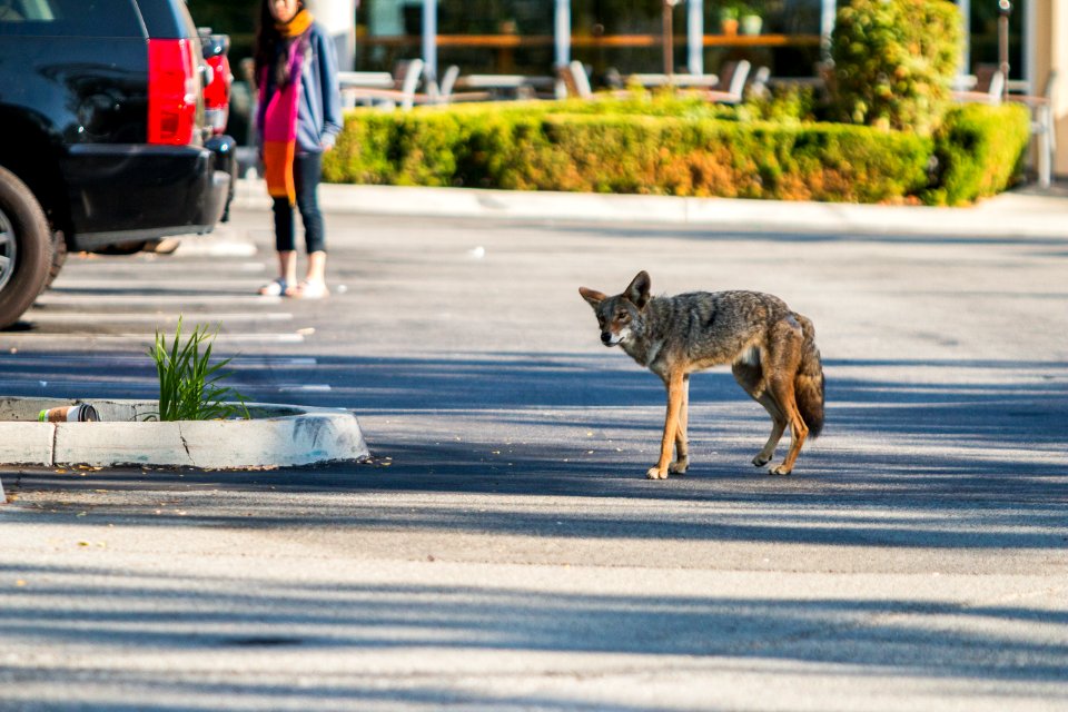 Urban Coyotes (35995768033)