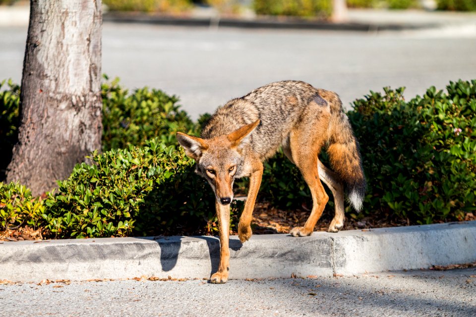 Urban Coyotes (36665306741)