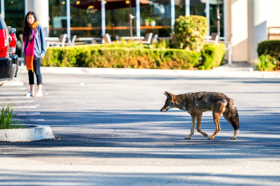 Urban Coyotes (35970290544)