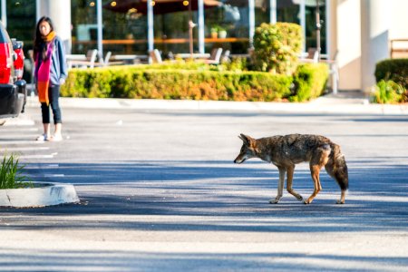 Urban Coyotes (35970290544) photo