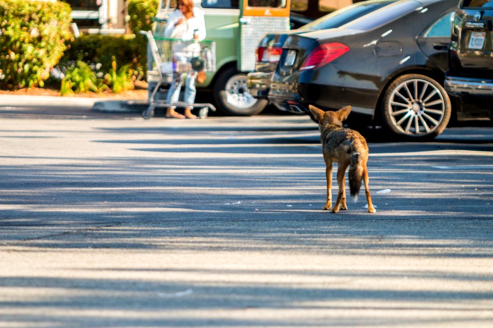 Urban Coyotes (35995757253)