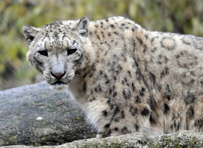 Zoo hellabrunn snow leopard