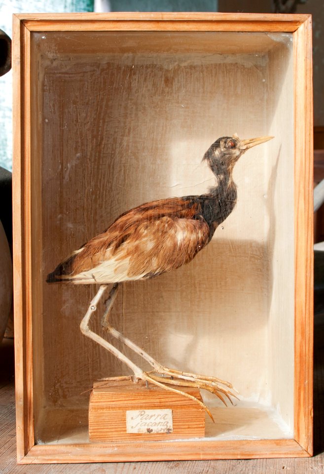 Uppstoppad fågel, parra jacana - Skoklosters slott - 95034