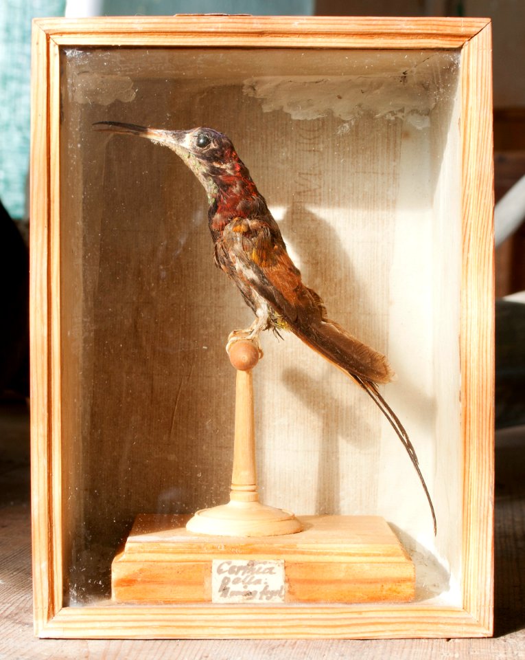 Uppstoppad kolibri från 1800-1825 - Skoklosters slott - 95029