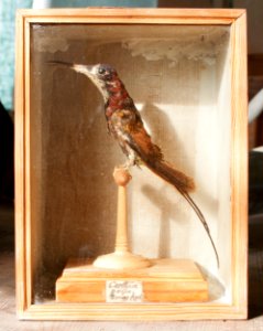 Uppstoppad kolibri från 1800-1825 - Skoklosters slott - 95029