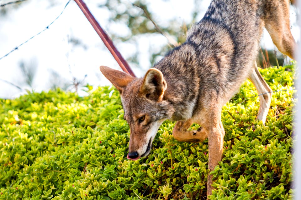 Urban Coyotes (35970274844)