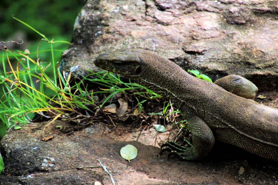 Reptiles animals lizards