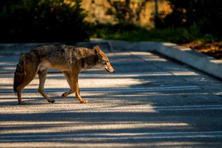 Urban Coyotes (35995731183) photo