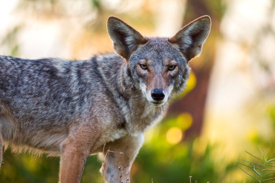Urban Coyotes (36408096200)