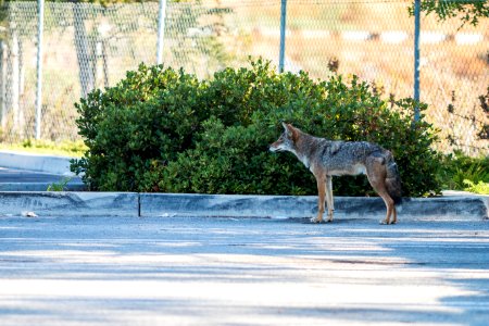 Urban Coyotes (36408079820) photo