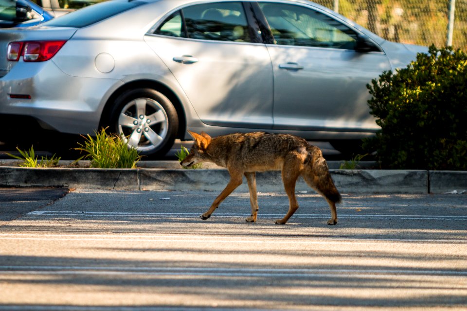 Urban Coyotes (36805088865)