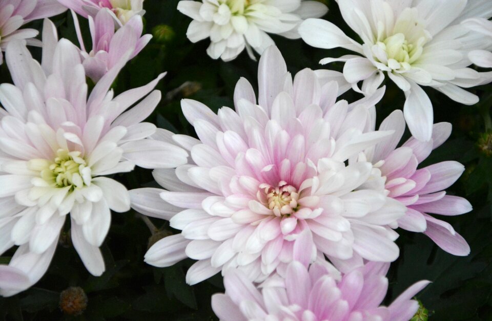 Nature petals garden