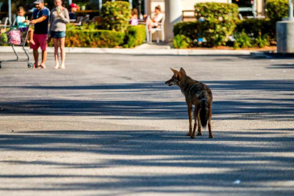 Urban Coyotes (36805081385)