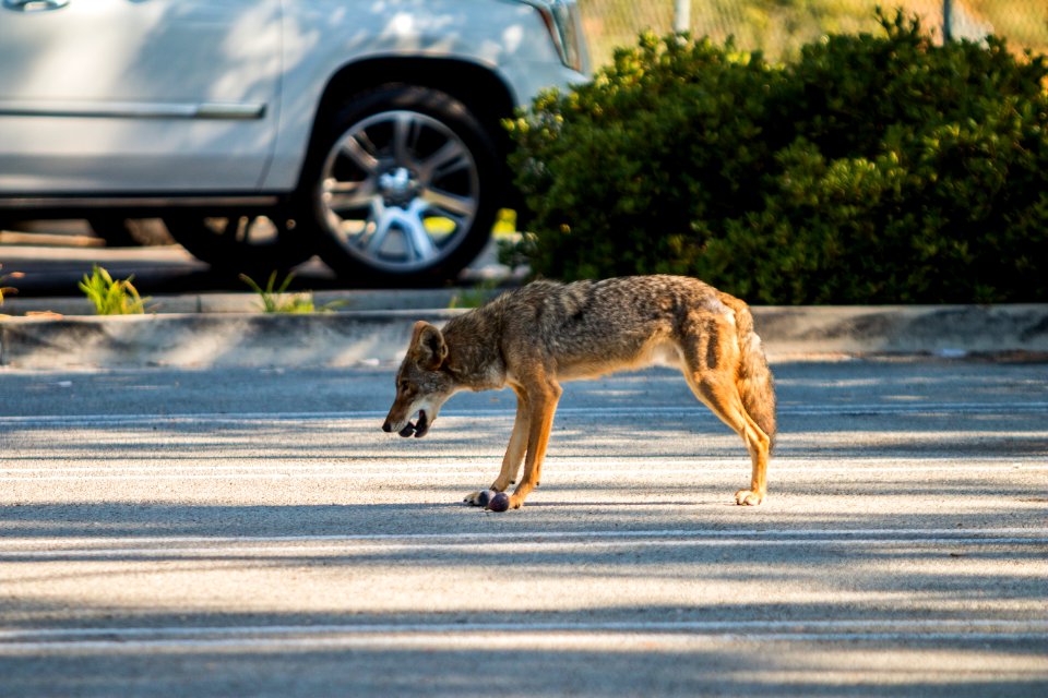 Urban Coyotes (35970240444)