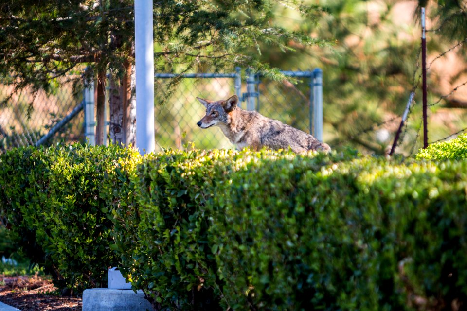 Urban Coyotes (35970246334)