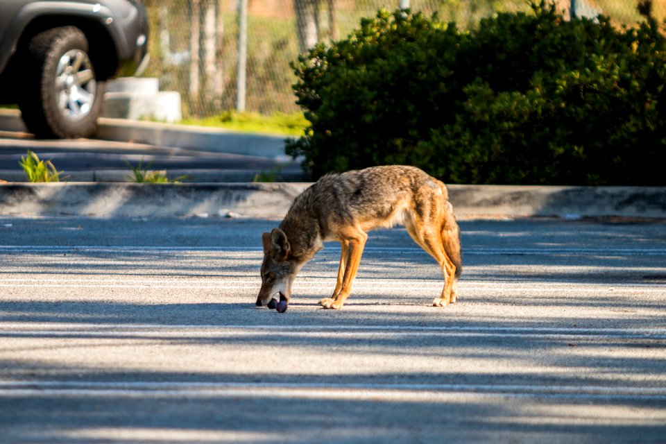 Urban Coyotes (35995703823)
