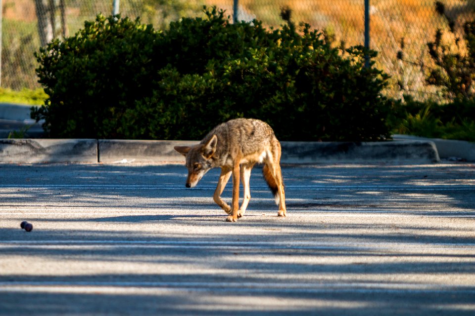 Urban Coyotes (35995708503)