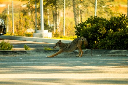 Urban Coyotes (35995783563) photo