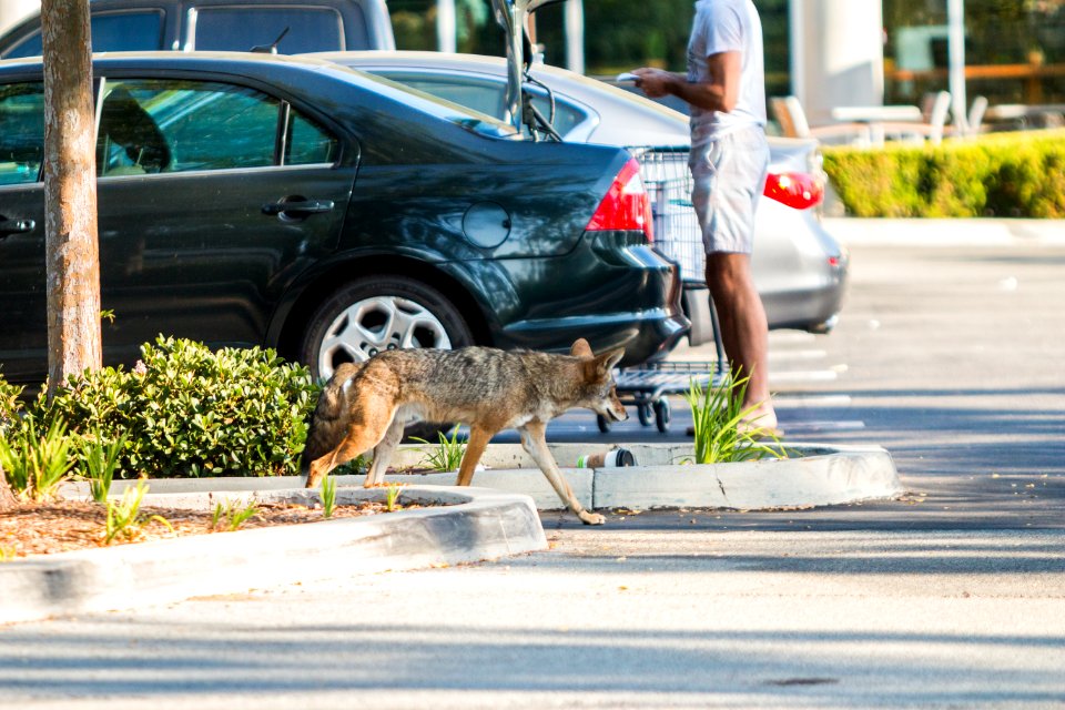 Urban Coyotes (35995778413)