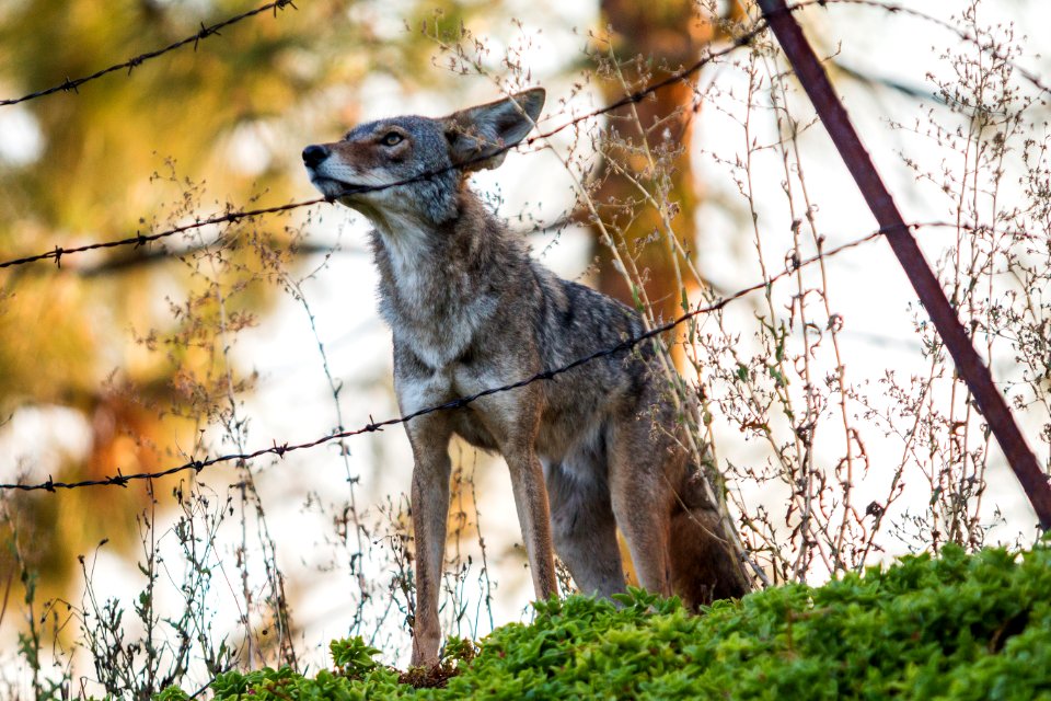 Urban Coyotes (36665338041)