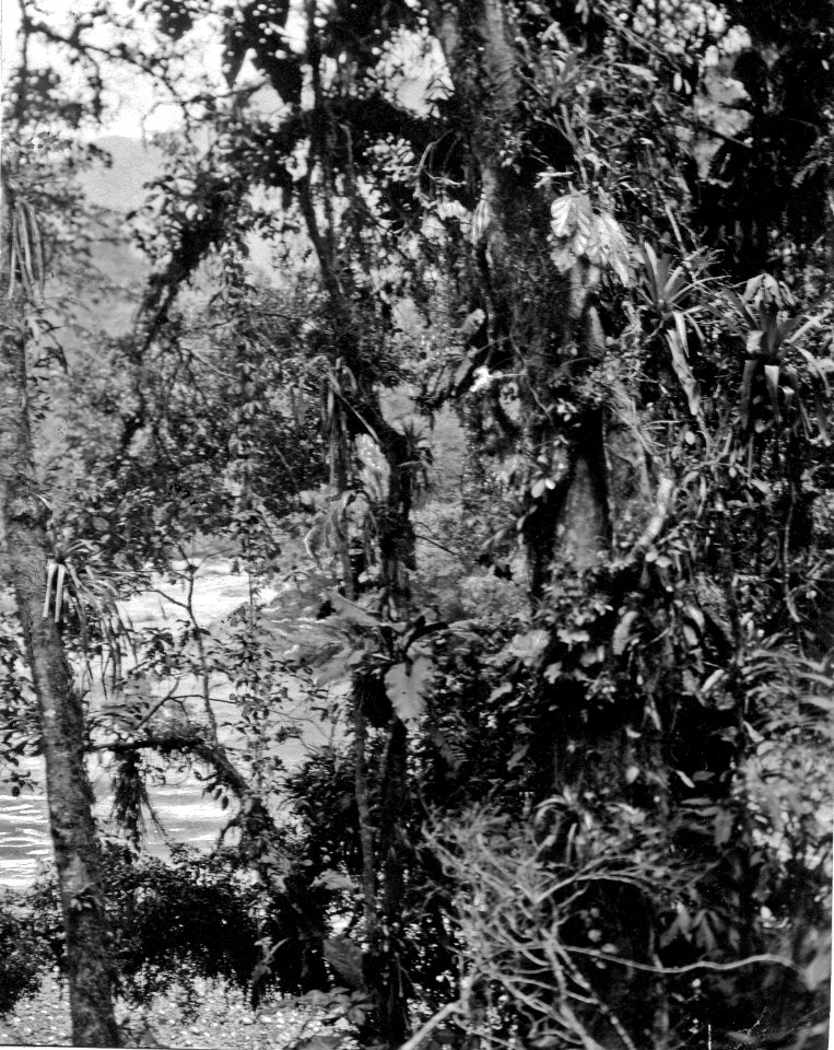Urskogsbild. Lokal, Vägen mellan S-a Rosa och Cochabamba, Bolivia. Stam, -Yuracáre-. Beni - SMVK - 005573