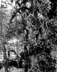 Urskogsbild. Lokal, Vägen mellan S-a Rosa och Cochabamba, Bolivia. Stam, -Yuracáre-. Beni - SMVK - 005573