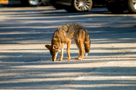 Urban Coyotes (35995752693) photo