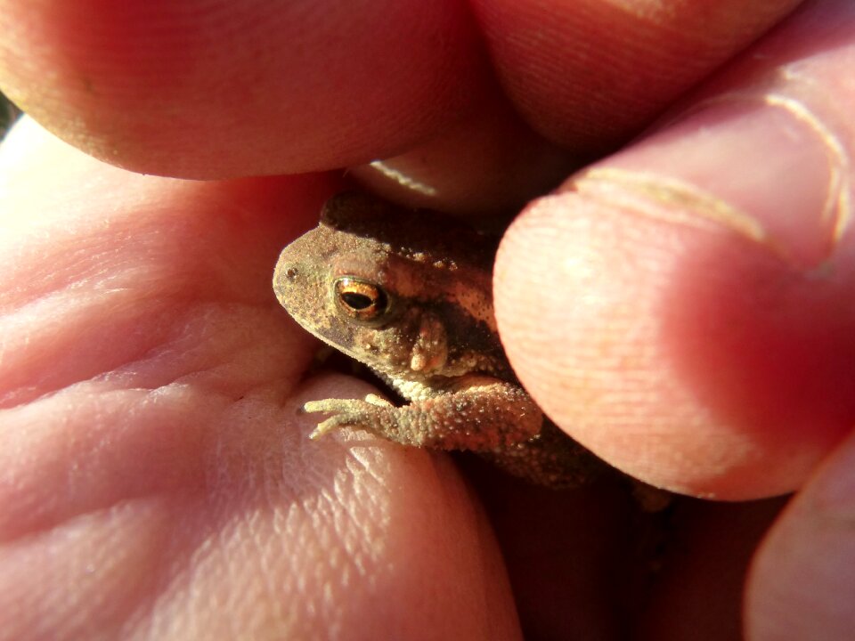 Hand tiny protection