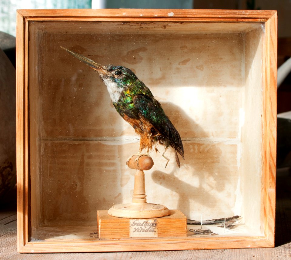 Uppstoppad fågel, Jakamar, Galbula viridis från 1800-1820 - Skoklosters slott - 95028