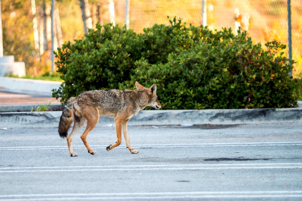 Urban Coyotes (36408106090)