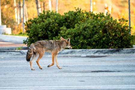 Urban Coyotes (36408106090) photo
