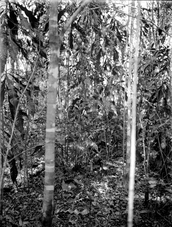 Urskog. Två raka stammar i förgrunden. S-te Marie de Marovoay. Madagaskar - SMVK - 021876