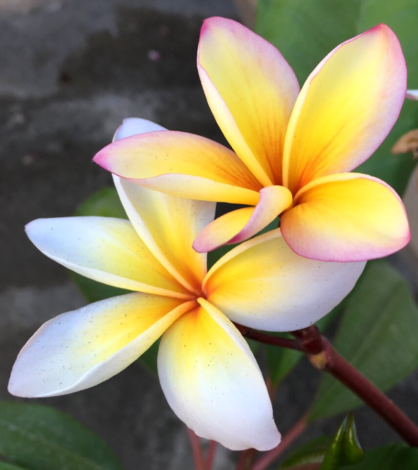 Plumeria tropical flora photo