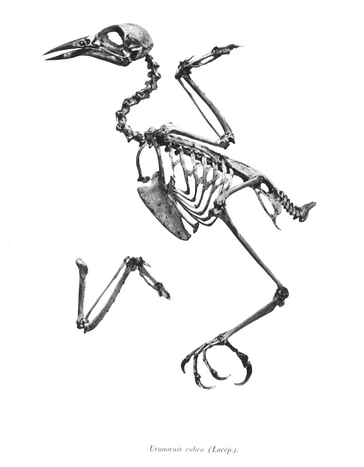 Uranornis rubra 77