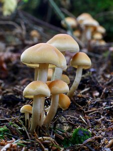 Gold mist mushroom mushroom autumn