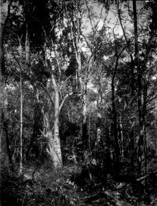Urskog. S-te Marie de Marovoay. Madagaskar - SMVK - 021965