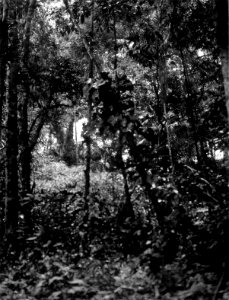 Urskogsparti. Lokal, Mellan Rio Beni och Chimanes, n.ö. Bolivia. Rio Beni, El Beni - SMVK - 005780