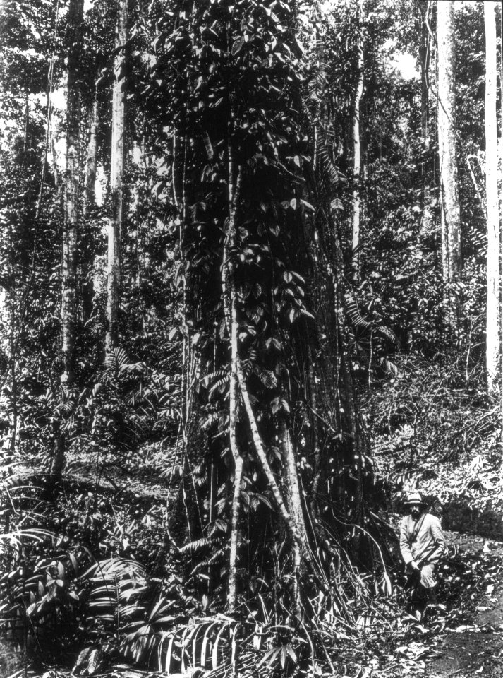 Urskogsbild. Sulawesi, Menado, Kabupaten Bolaang Mongondow. Indonesien - SMVK - 1982D