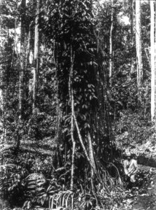 Urskogsbild. Sulawesi, Menado, Kabupaten Bolaang Mongondow. Indonesien - SMVK - 1982D
