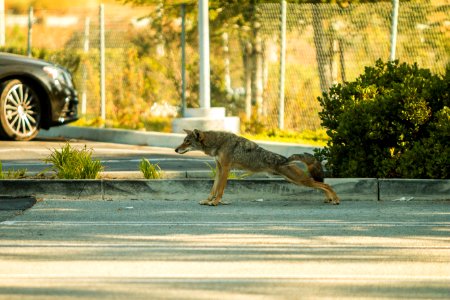 Urban Coyotes (35970295004) photo
