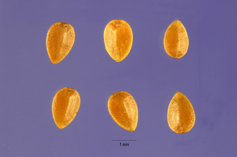 Urtica urens seeds urur 002 php