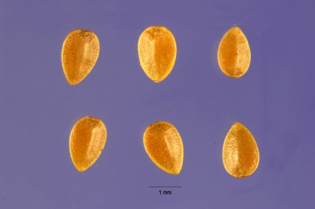 Urtica urens seeds urur 002 php
