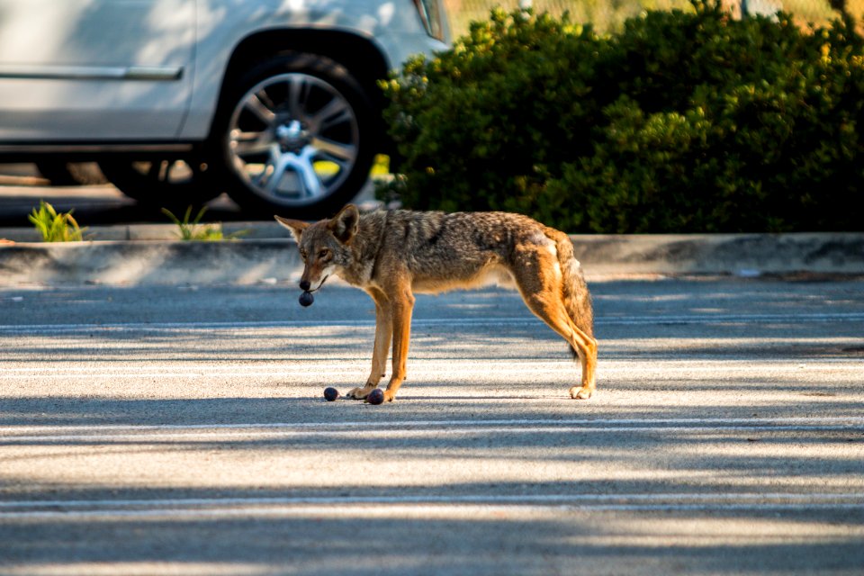 Urban Coyotes (36665276381)