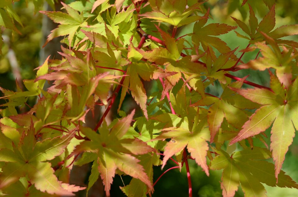 Outdoors fall leaves