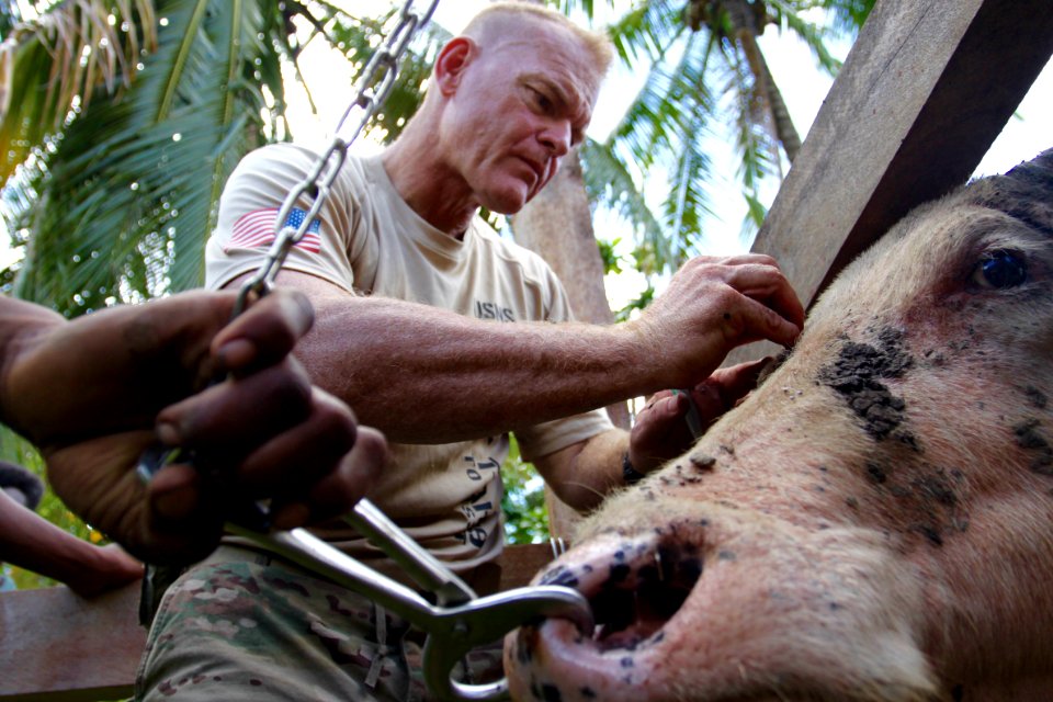 US Army veterinarian treats buffalo in Papua New Guinea during Pacific Partnership 160709-N-ZZ999-001