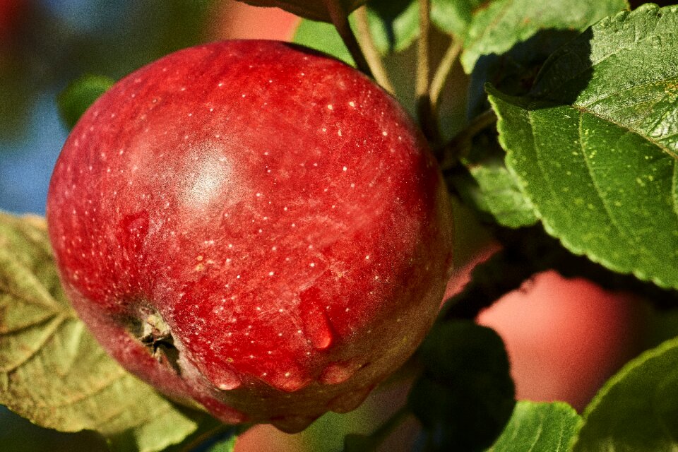 Autumn fruit kernobstgewaechs