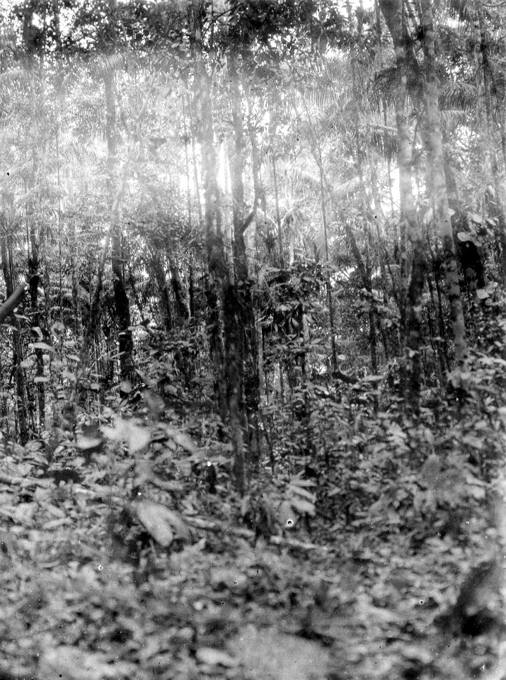 Urskogsbild. Lokal, Mellan Rio Beni och Chimanes, Bolivia. Beni, Rio Beni, El Beni - SMVK - 005901