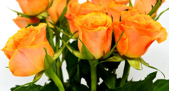 Bloom nature rose blooms