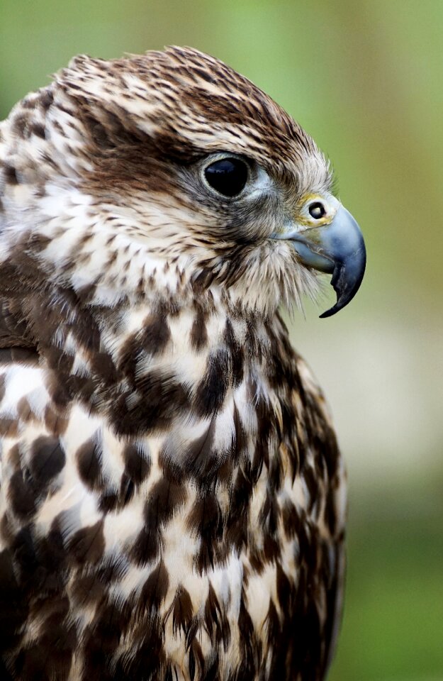 Birds of prey show wild bird raptor